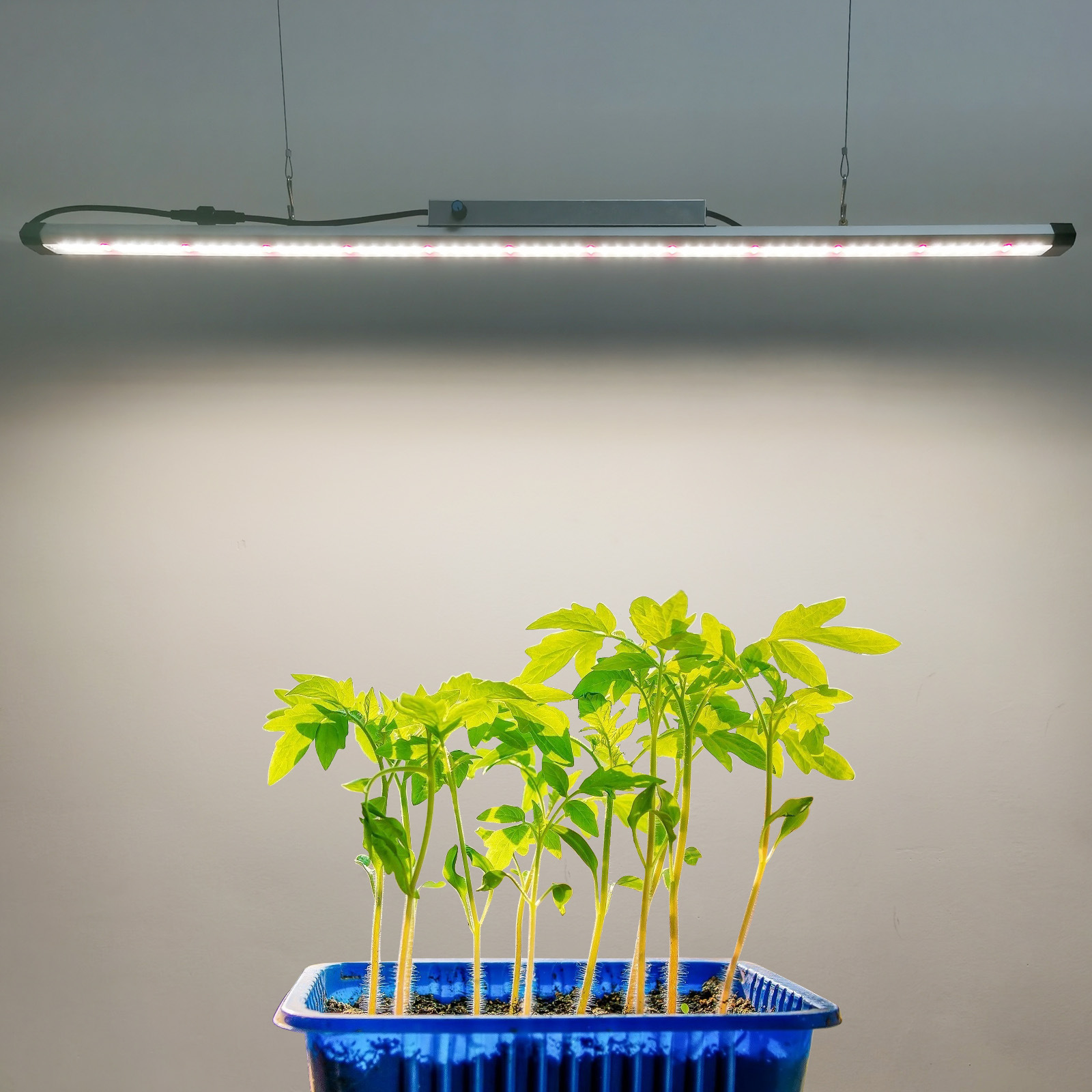 100W Full Spectrum LED-kweekla - Plant Grow Light Full Spectrum recensie en prijs